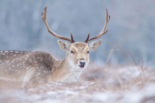 Hert in de sneeuw