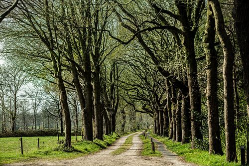 Bospad Havelte met vaag voorjaanszonnetje.