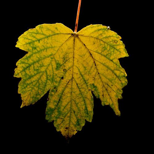 Du vert au jaune