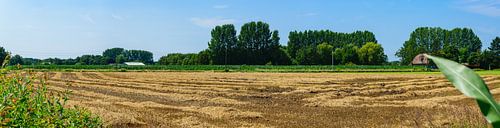 Panorama gemaaid graanveld