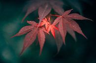 Japanese maple by Auke Hamers thumbnail