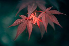 Japanese maple by Auke Hamers