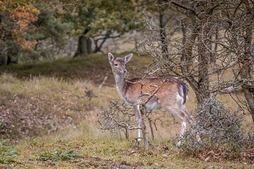 Young deer sur Carla van Zomeren