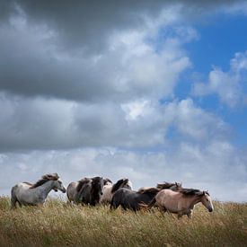 Wilde paarden in lang gras in Ierland. van Albert Brunsting