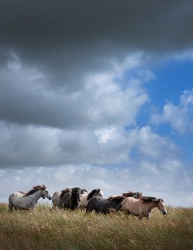 Wild horses in long grass in Ireland. by Albert Brunsting