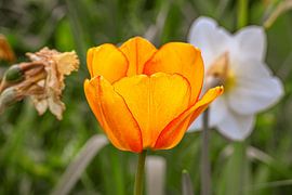 Ein strahlender Farbtupfer im Frühlingsgarten von Photoart-Naegele