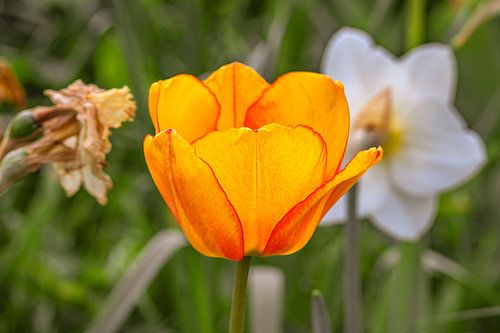 Een felle plons kleur in de lentetuin