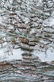Ein Baum in Schichten
