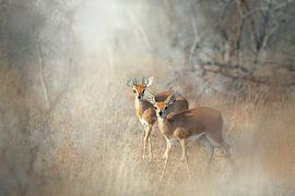 Steinbock von Nynke van Holten