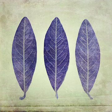 Drie bladeren in complementaire kleuren grijsgroen en violet van Western Exposure