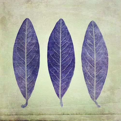 Three leaves in complementary colours celadon and violet