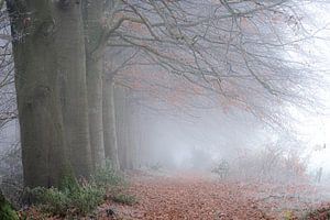 Un matin brumeux dans la forêt sur Eelke Brandsma