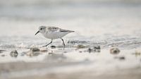 Little stint