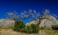 almond blossom
