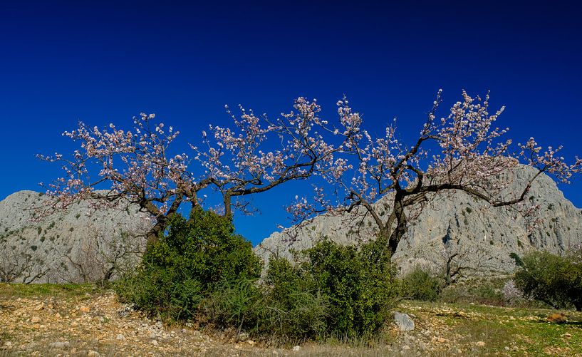 almond blossom by Peter Laarakker
