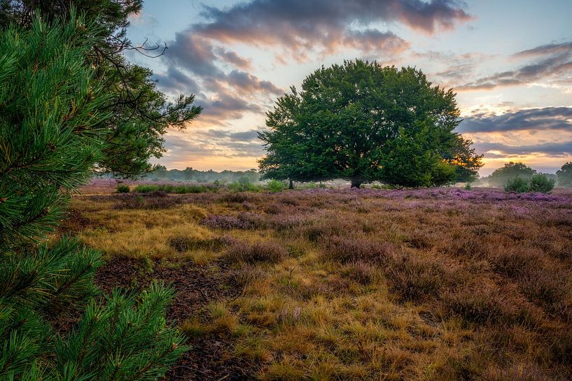 Hinter einem Baum von Bart Hendrix