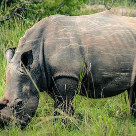 Africa White Rhino van linda ter Braak