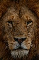 The King of Naibosho