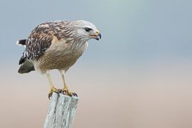 Roodschouderbuizerd op paal, Florida, Verenigde Staten sur Wilfred Marissen