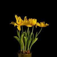 TUPLIS /TULPEN