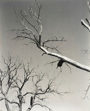 De stervende kastanjeboom - mijn leraar (1927) door Alfred Stieglitz van Peter Balan