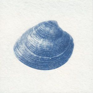 Venusmuschel