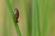 Kleine slak op een spriet. van Tanja van Beuningen thumbnail