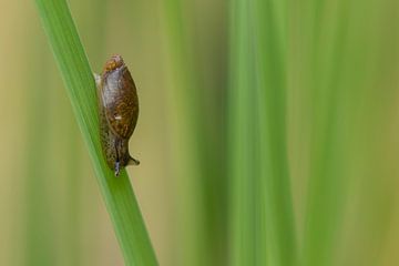 Kleine slak op een spriet. van Tanja van Beuningen