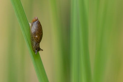 Un petit escargot sur une lame.