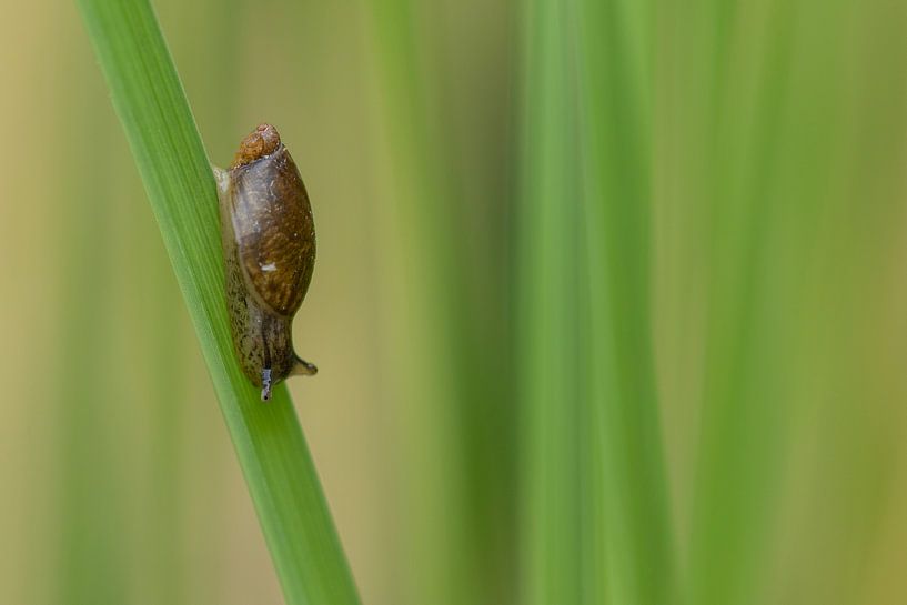 Un petit escargot sur une lame. par Tanja van Beuningen