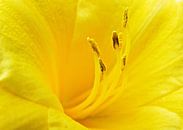 Yellow flower van Jessica Berendsen thumbnail