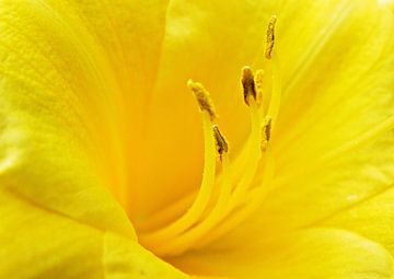 Yellow flower van Jessica Berendsen