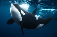 Orca curiosity