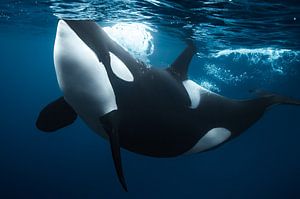 Orca Neugierde von Koen Hoekemeijer