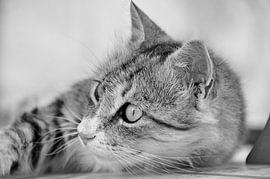 KAT 13 van Miroslav Ptacek