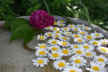 Bloemen in een plas water van Claude Laprise