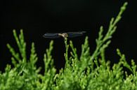 Libelle / Dragonfly von Henk de Boer Miniaturansicht