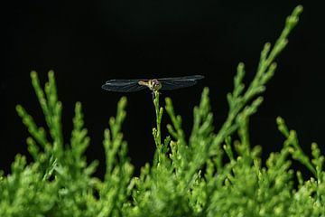Libelle / Dragonfly