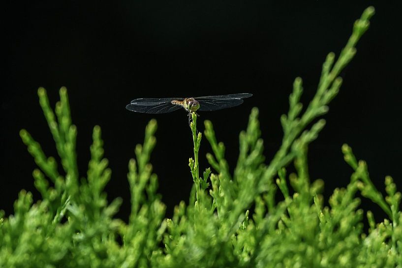 Libelle / Dragonfly van Henk de Boer