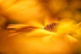 In Flammen von Foto A de Jong