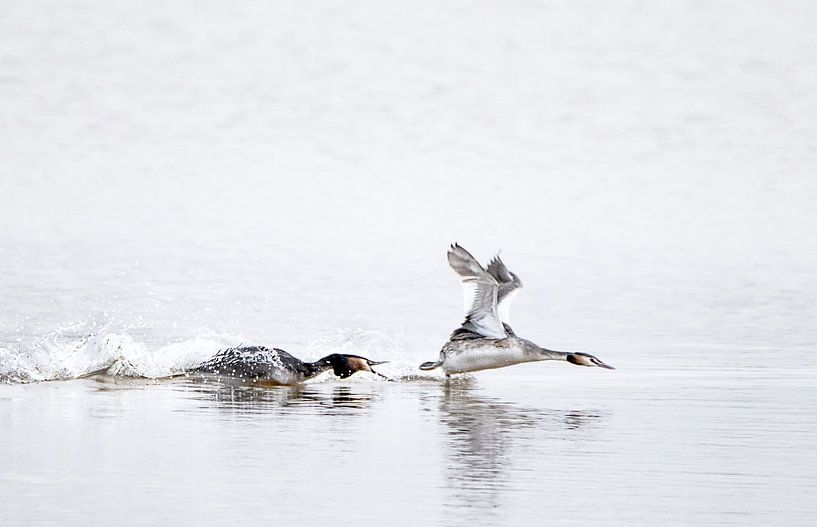 Lappentaucherjagd von natascha verbij