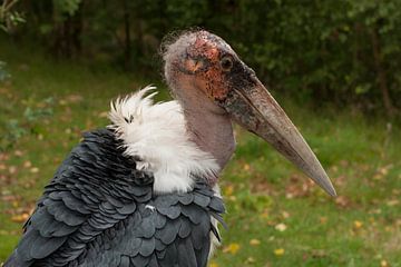 Afrikanischer Marabu : Safari-Park Beekse Bergen von Loek Lobel