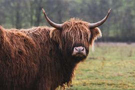 Highlander écossais avec une posture imposante dans la nature néerlandaise sur Maarten Oerlemans