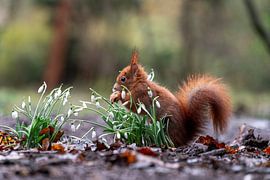 Eichhörnchen von iljan wakker