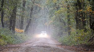 Daring car ride in the woods