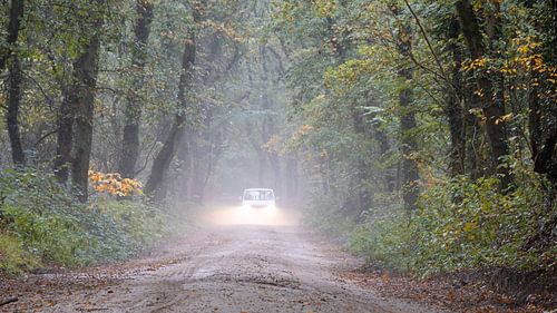 Une balade audacieuse en voiture dans les bois