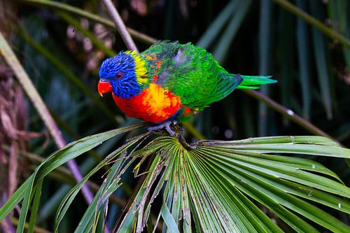 Lori des montagnes bleues sur Bopper Balten