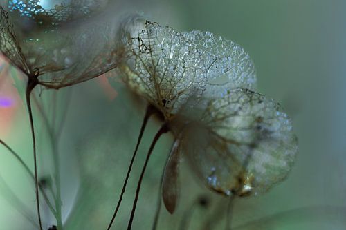 Verdroogde hortensia