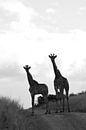Giraffen in Schwarz und Weiß von Dustin Musch Miniaturansicht