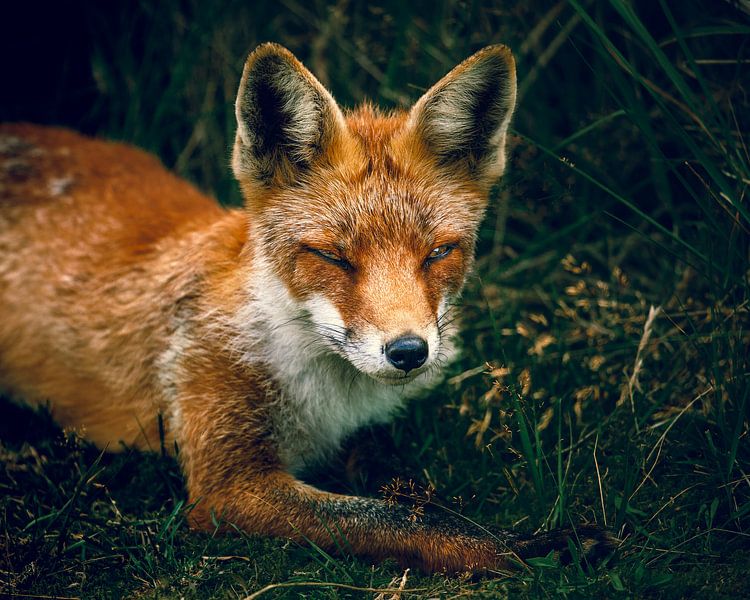 Fox in der Nähe der Amsterdamer Wasserversorgungsdünen von Björn van den Berg